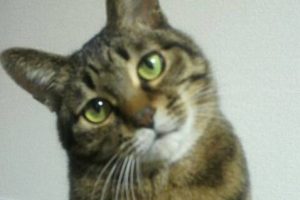 代替えテキスト